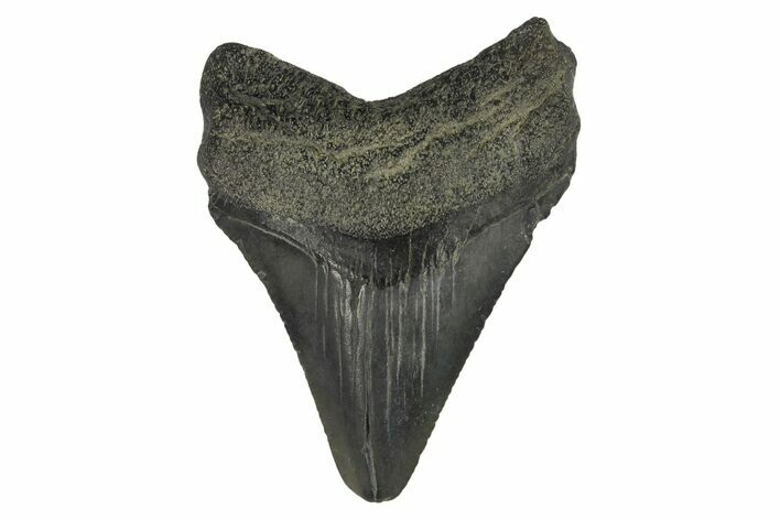 Juvenile Megalodon Tooth - South Carolina #171197
